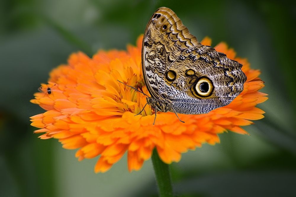 Бабочка и календула