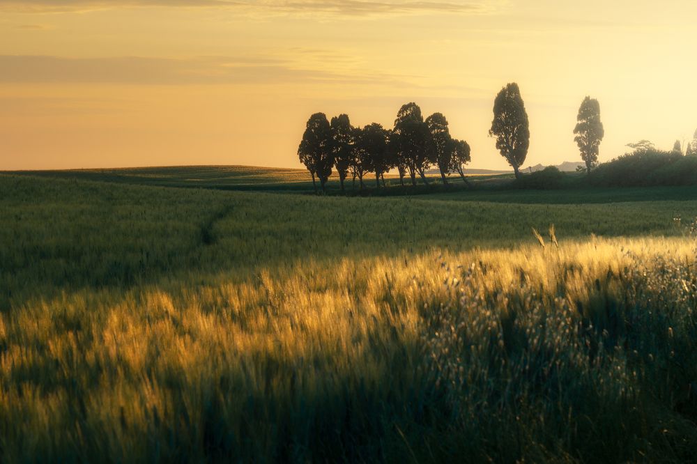Compagni da una vita