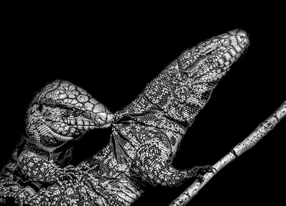 Фотография автора Carlos Gianoli