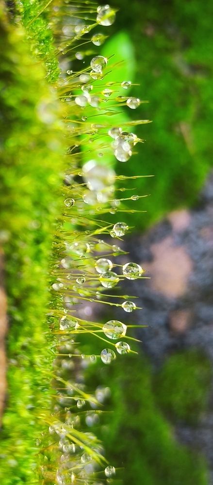 Photograph by Kiran Kiru