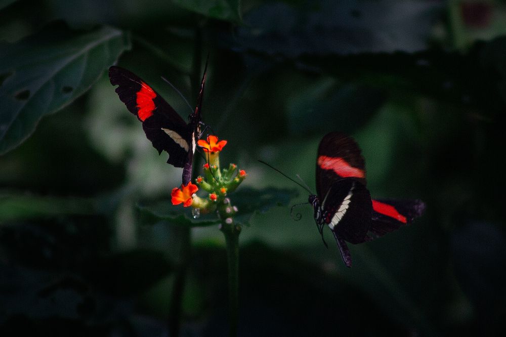 Mariposas