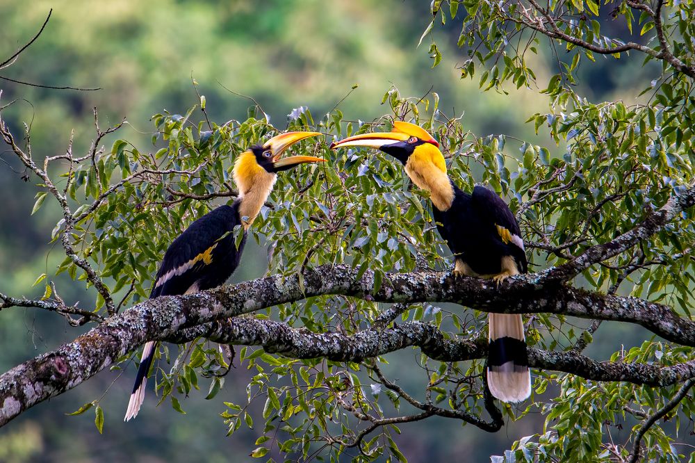 Photograph by Madhusudhanan Nair