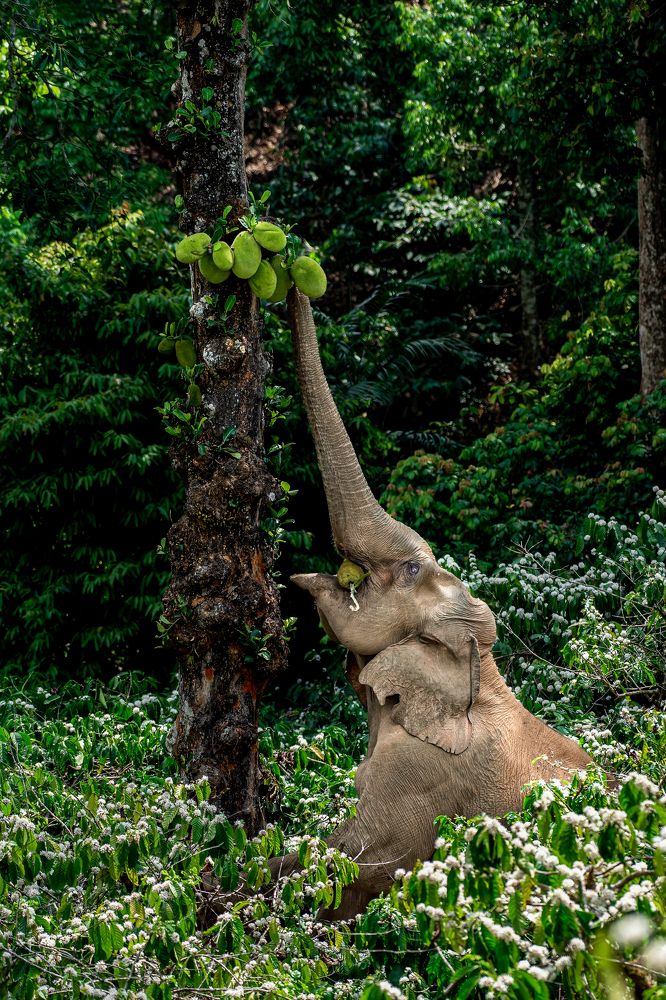 Photograph by Madhusudhanan Nair
