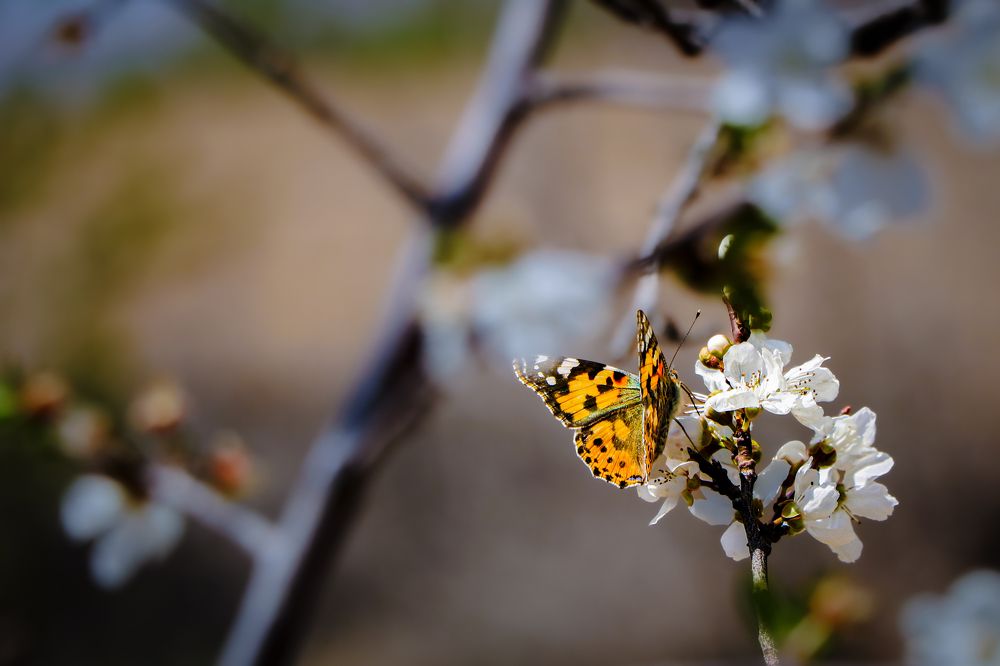 Фотография автора mohammad aref zohrabi