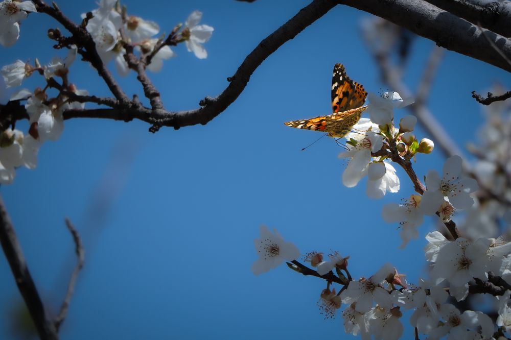 Фотография автора mohammad aref zohrabi