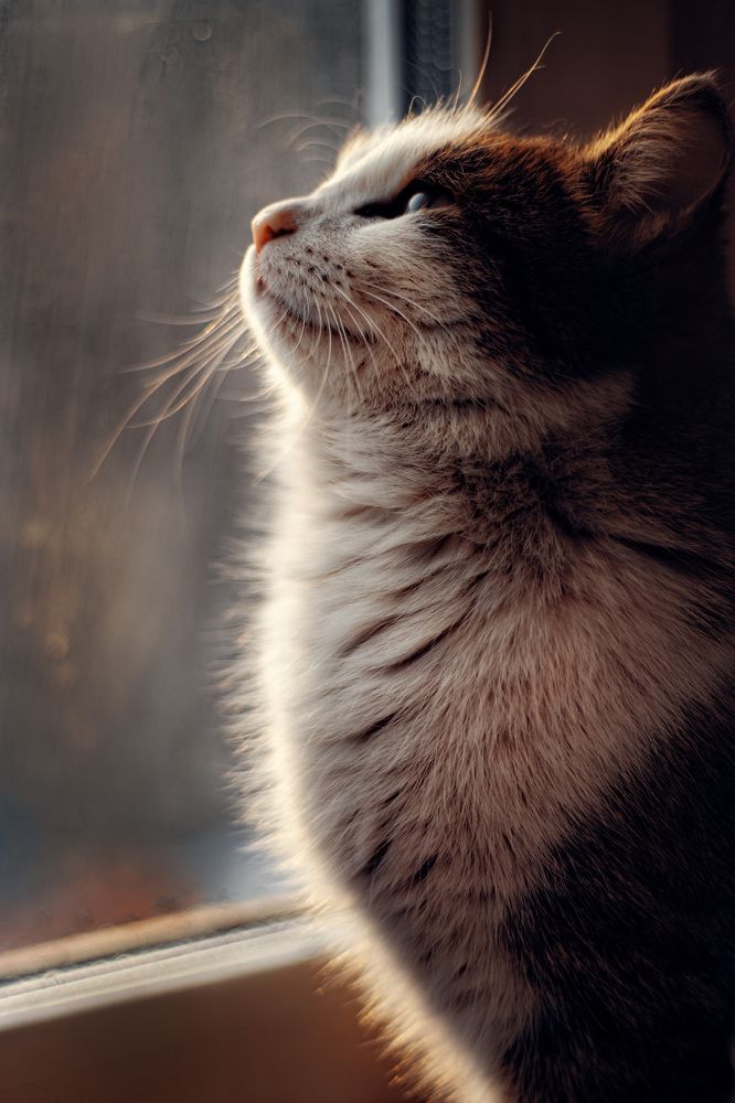 Фотография автора Алексей Раднаев