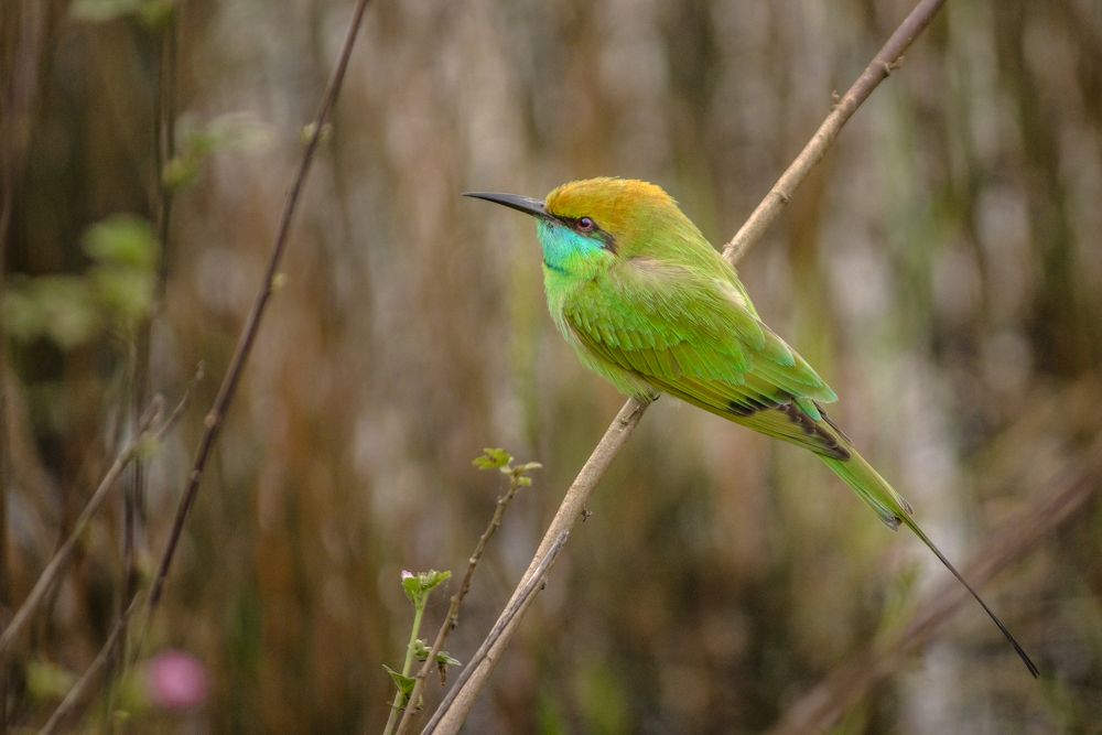 Photograph by GOKUUL T