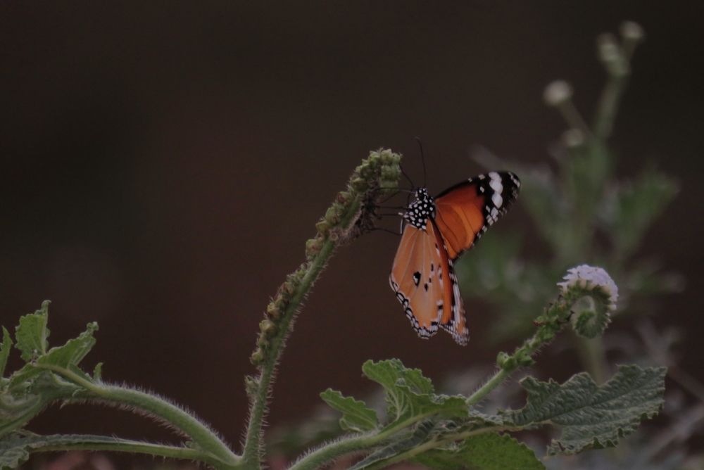 Фотография автора Subham Banerjee