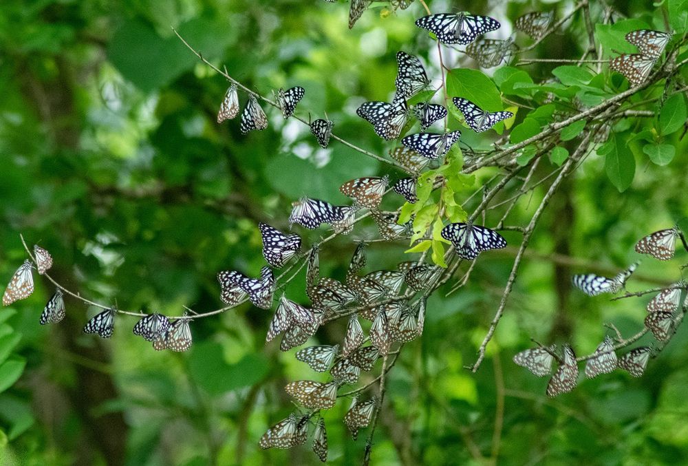 Photograph by Ashish Patil