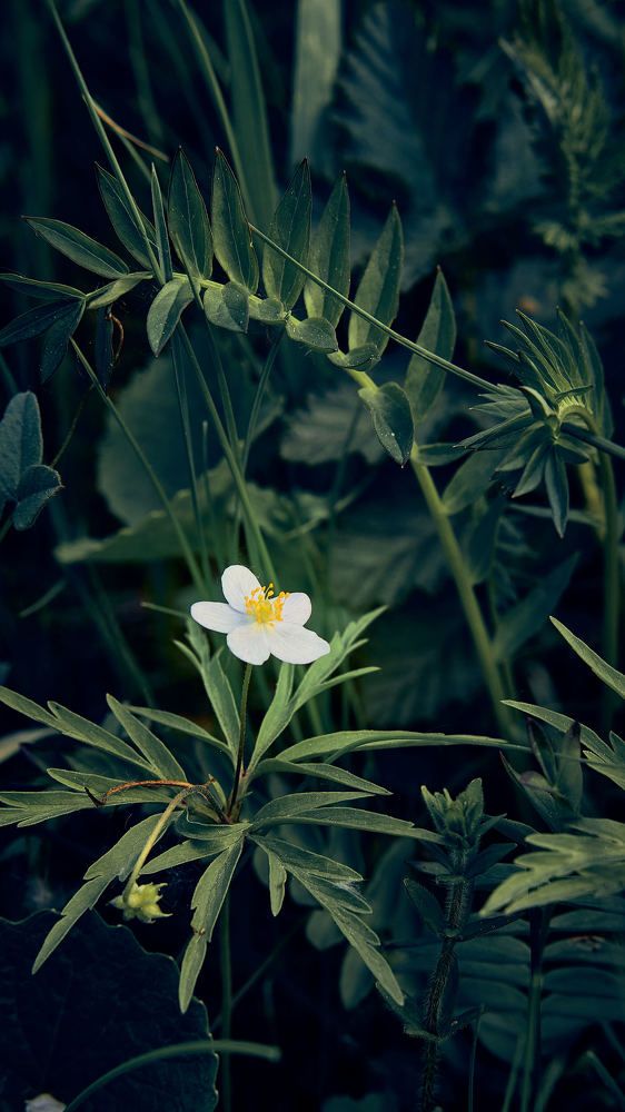 Photograph by Евгений Имамутдинов