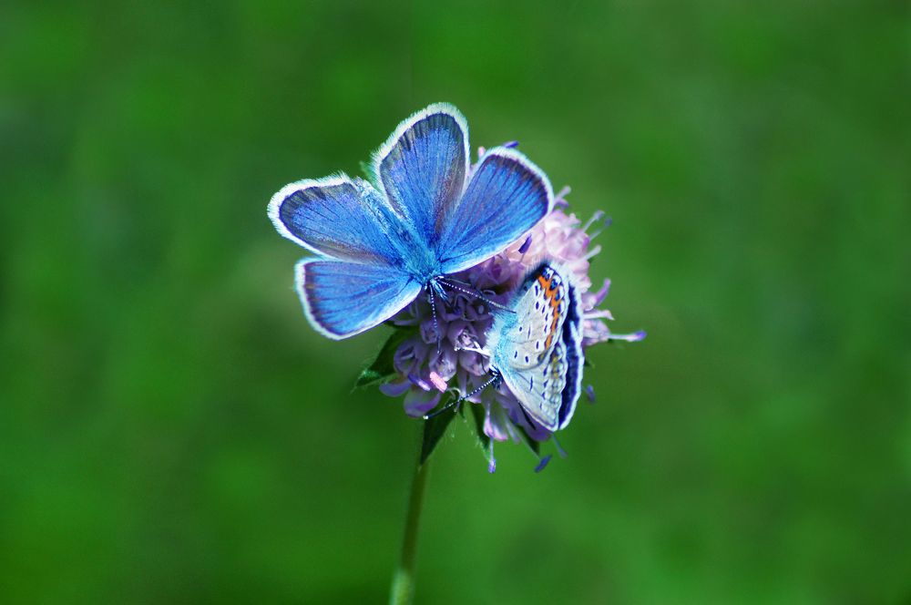 Photograph by Светлана Муравьева