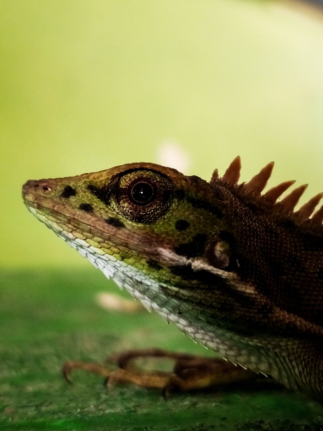 Photo #9206055
