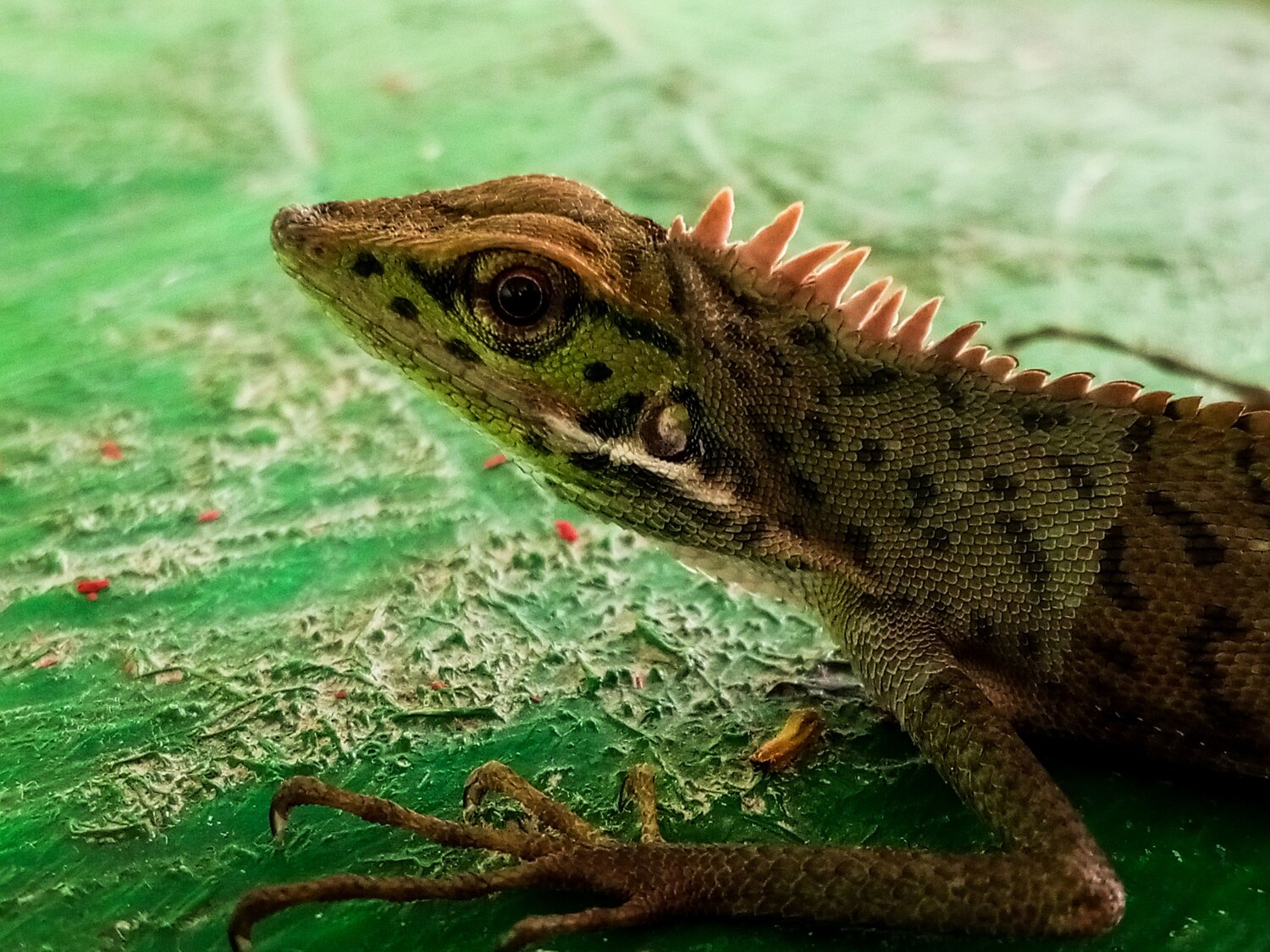 Pricklenape