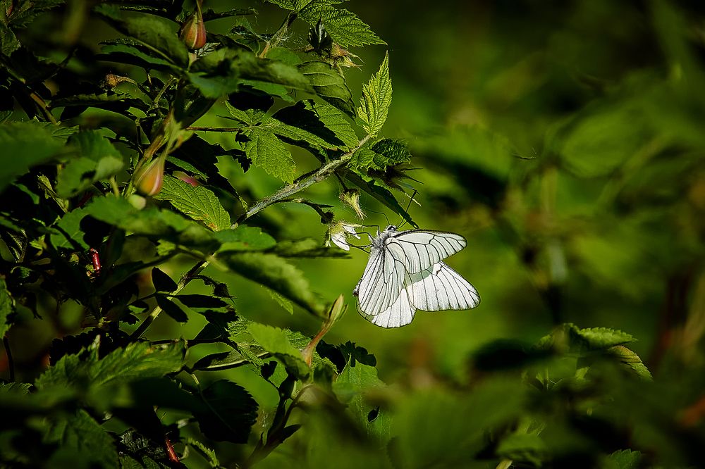 Photograph by Сергей Лисов