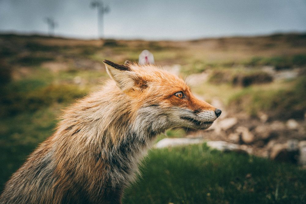 Photograph by Александр Дмитриев