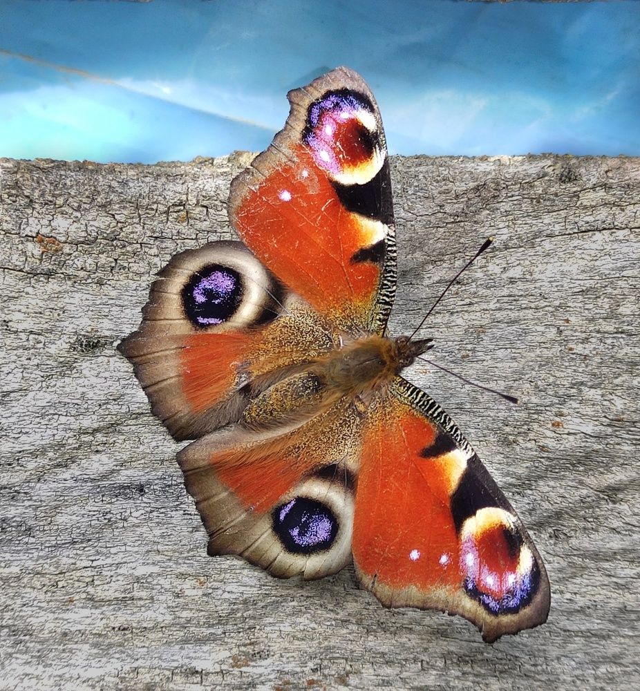 Photograph by Mohammad reza Falah