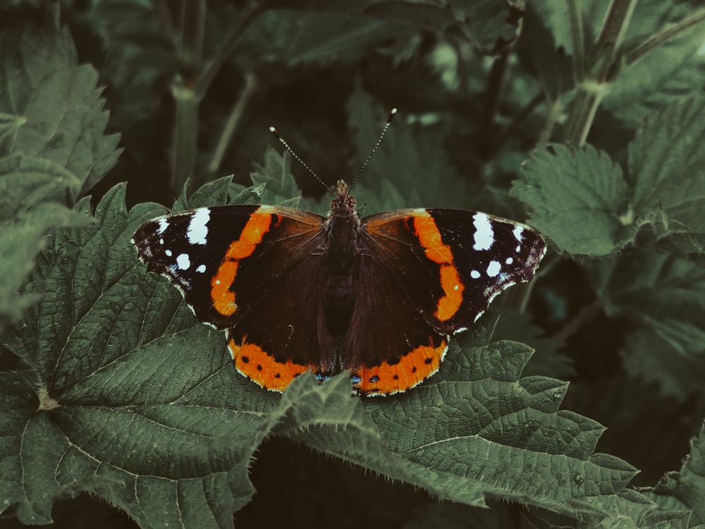 Photograph by Mohammad reza Falah