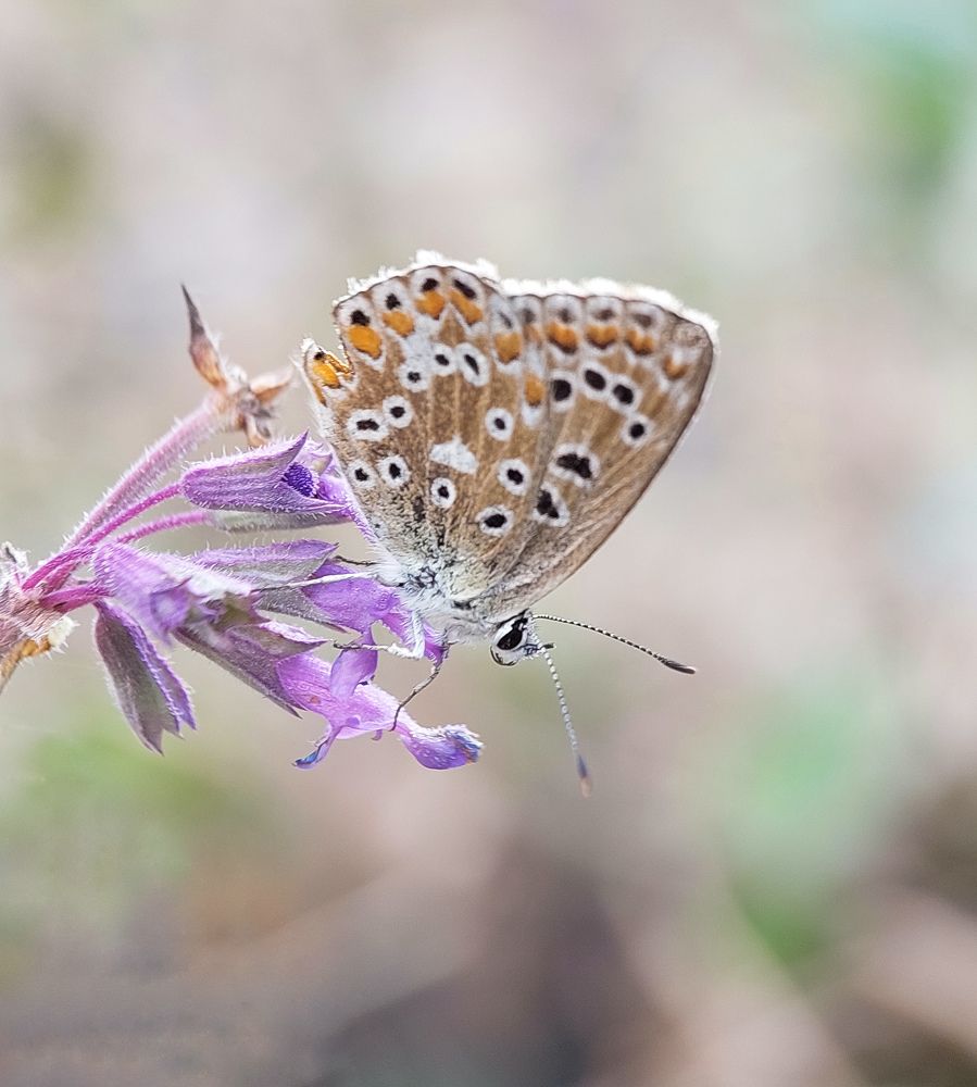 Photograph by Mohammad reza Falah