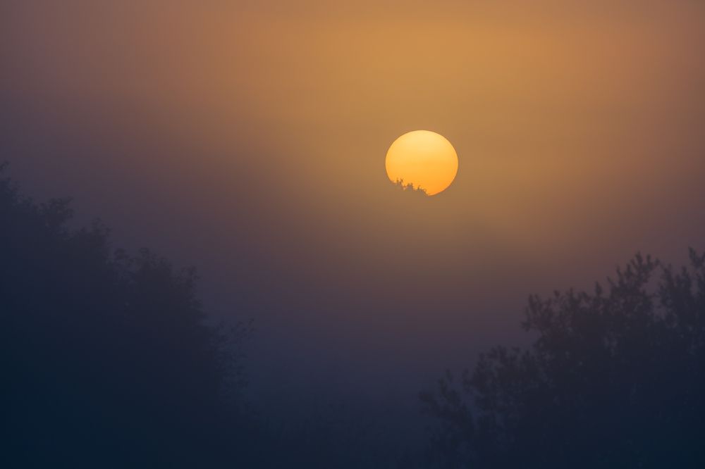 Foggy sunrise in the forest