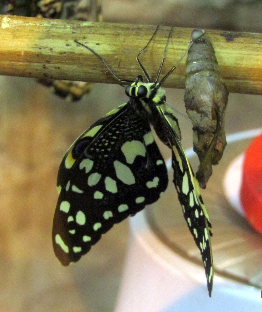 Новорожденная бабочка