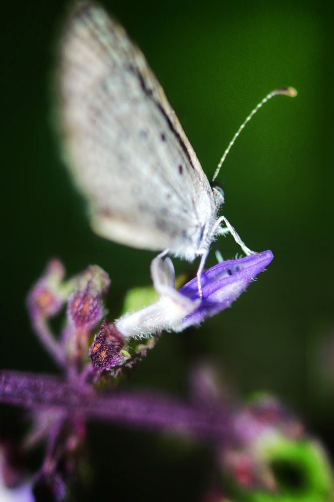 Photograph by Pheap Sophinh