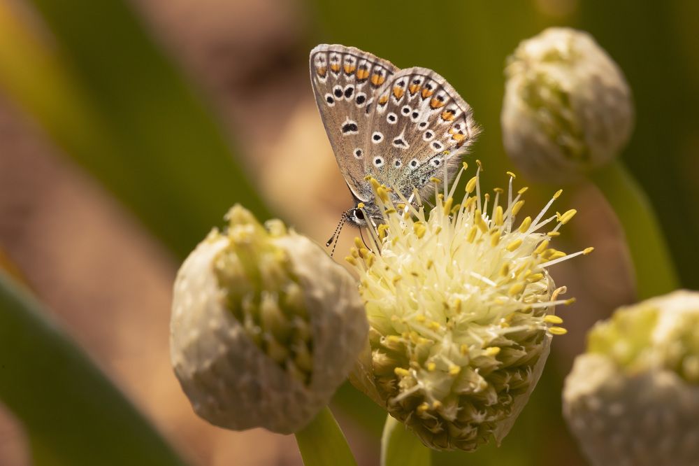 Фотография автора Татьяна Степанова
