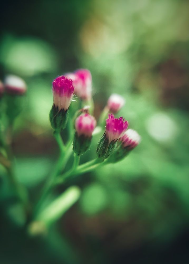 Photograph by Lahiru Prasanna