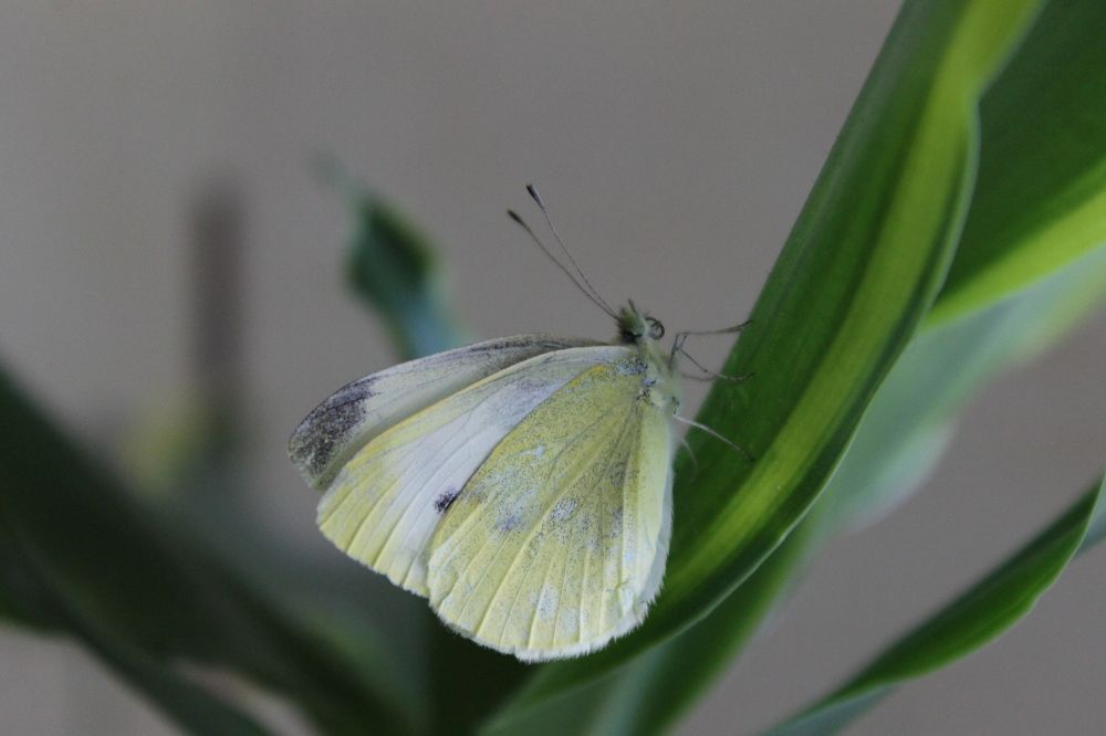 Photograph by Ferreira Francisco