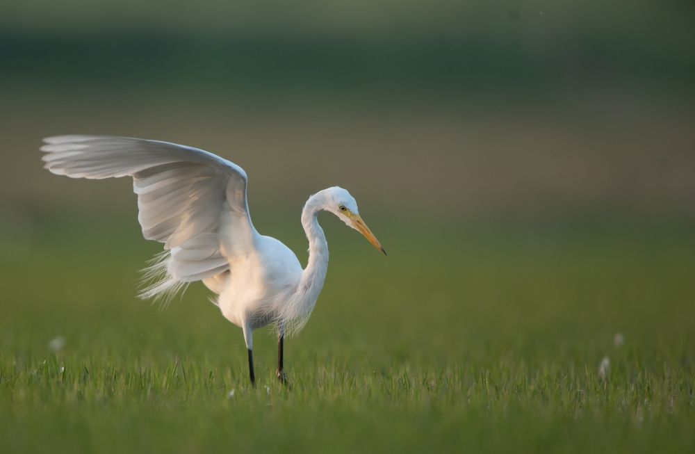 Photograph by Narinder Kohli