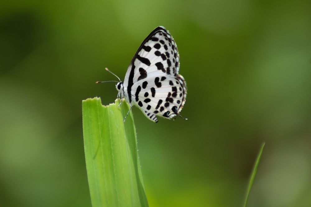 Photograph by Mohan Raj