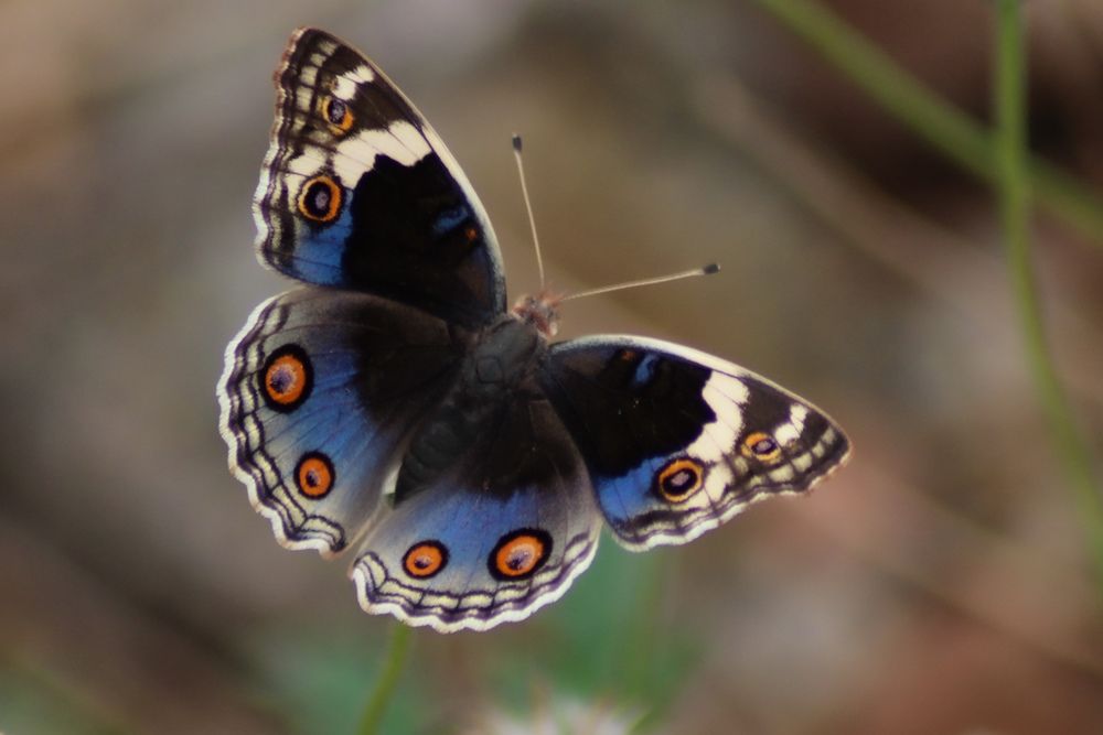 Butterfly in vellore