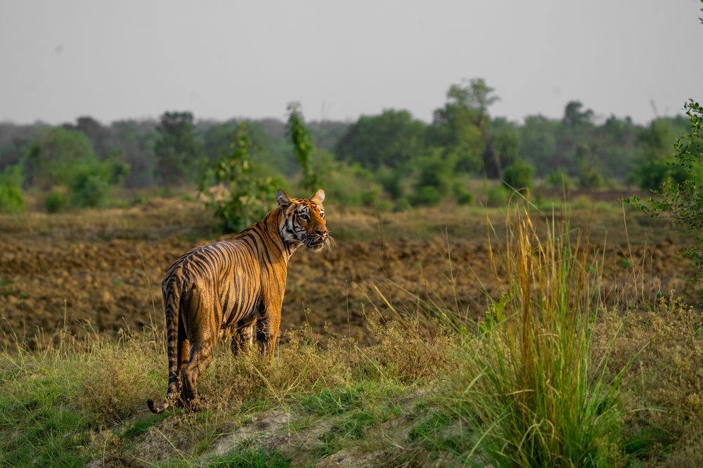 Photograph by Siddharth Gopalam