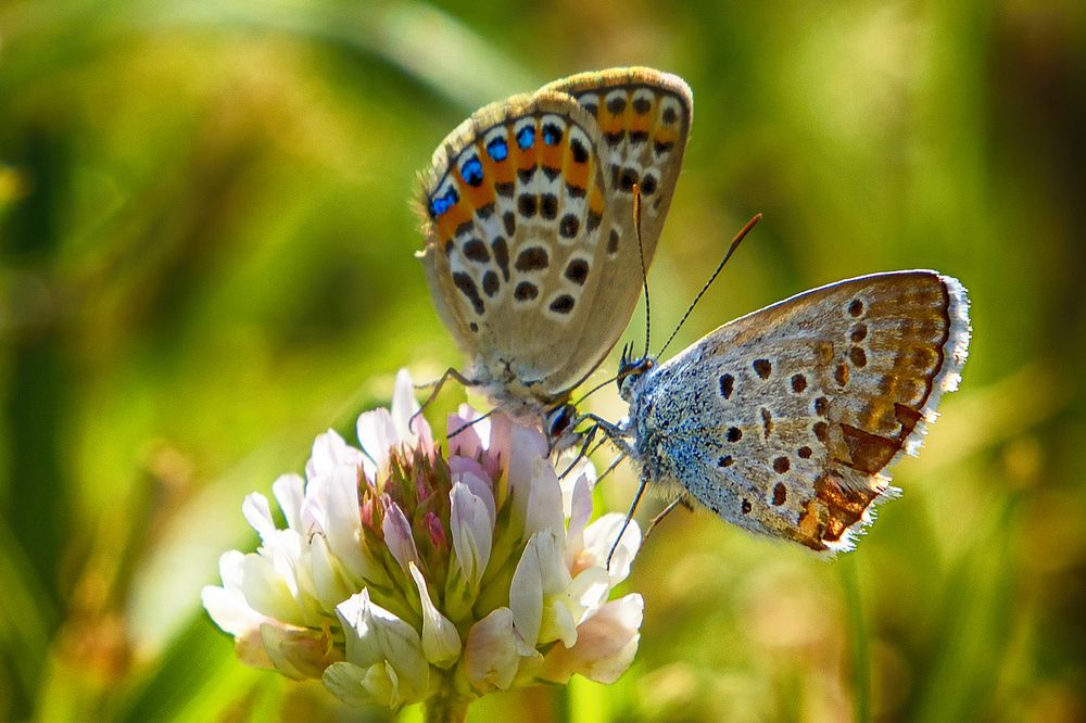 Photograph by Jacky Weckx