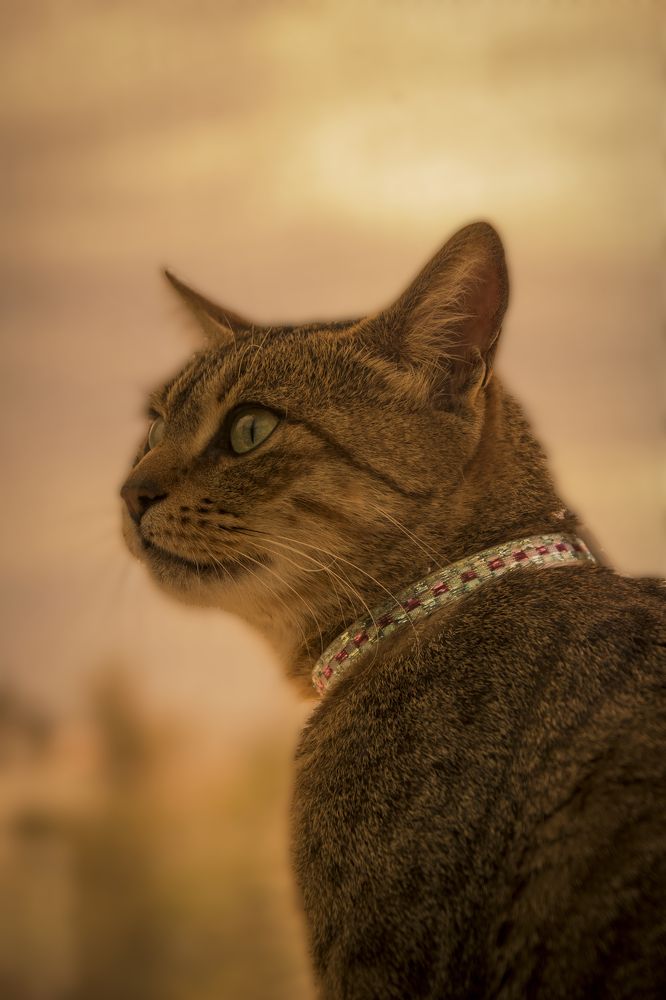 Photograph by Allani Haroun