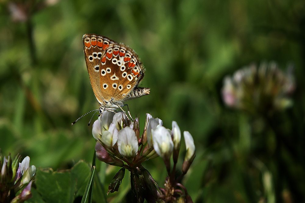 Photograph by Jacky Weckx