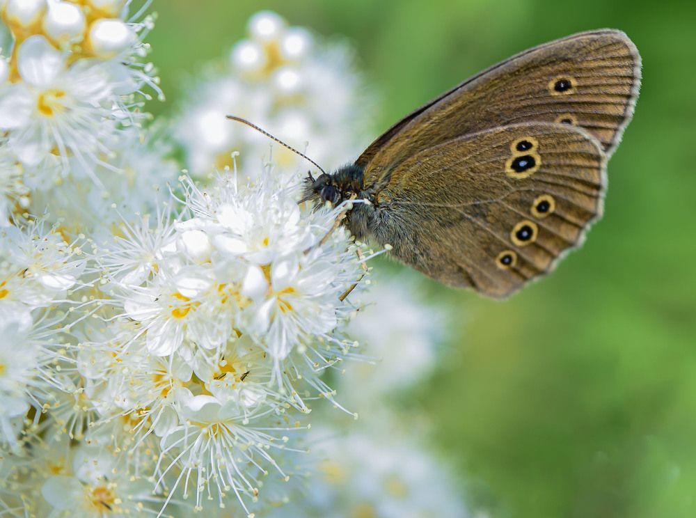 Сладкий нектар