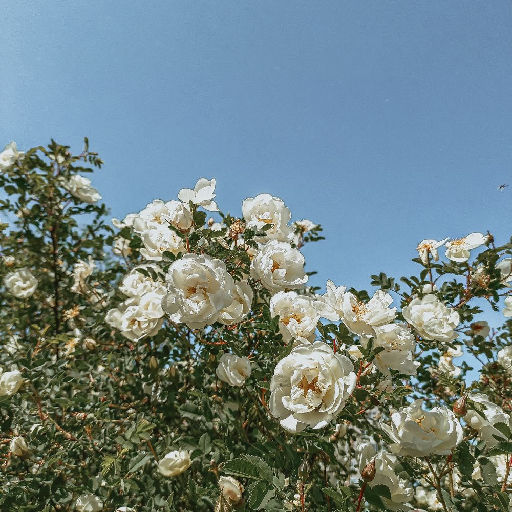 Photograph by Анна Подашевская