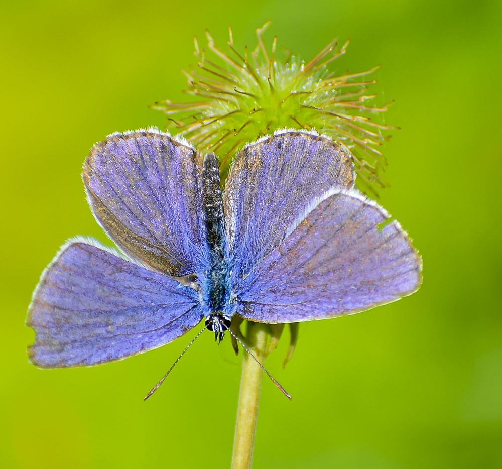 Бабочка голубянка