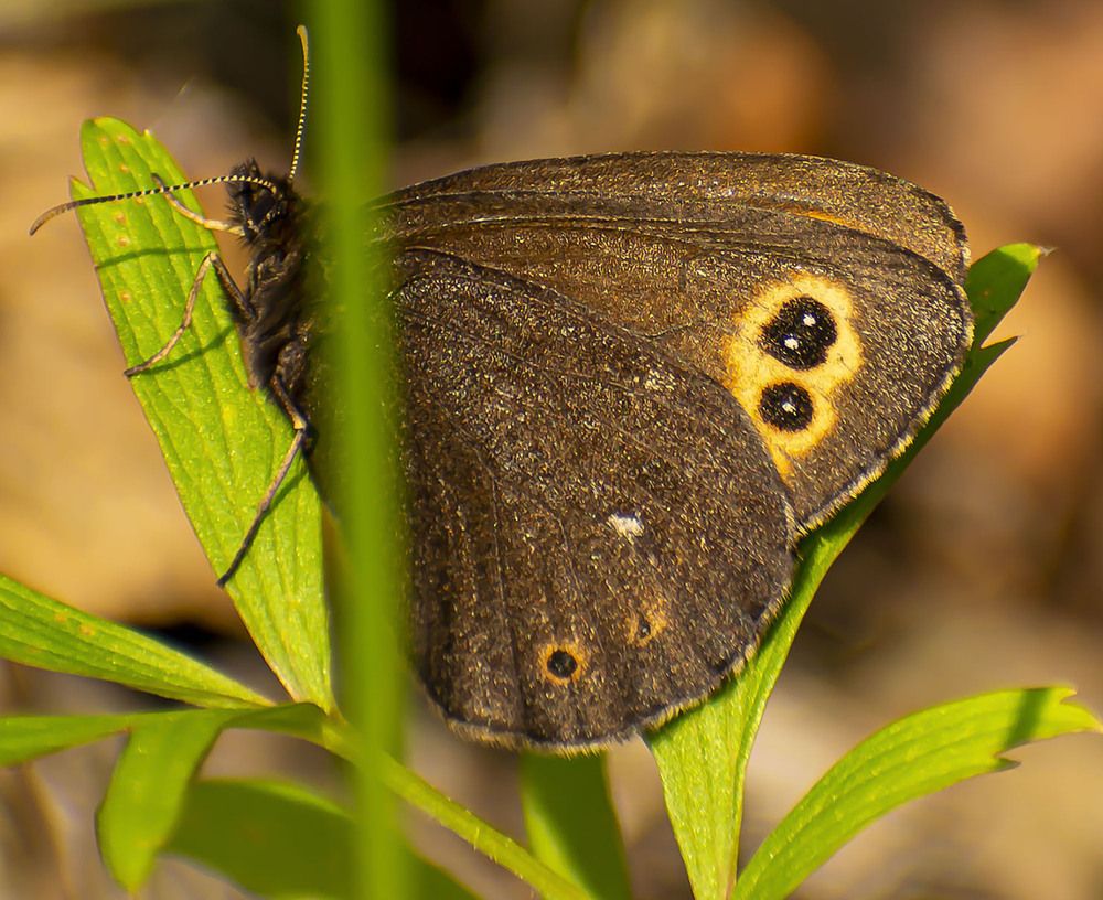 Присела отдохнуть