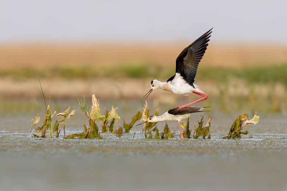 Photograph by Vida Shams