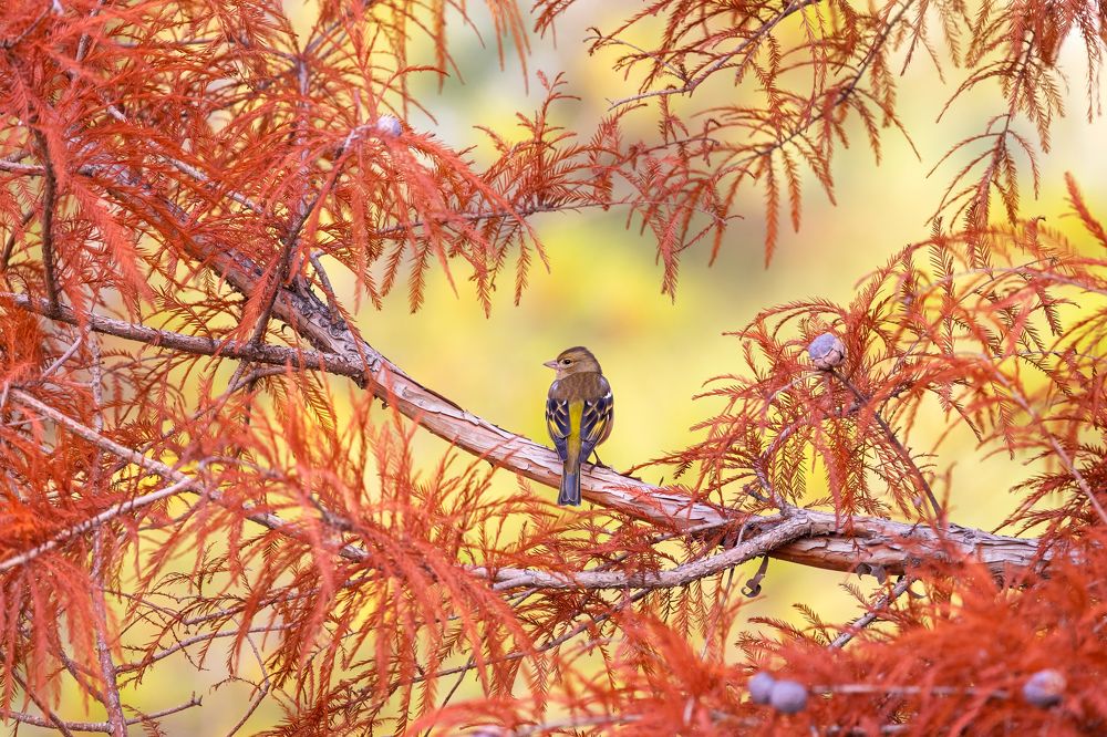 Photograph by Vida Shams