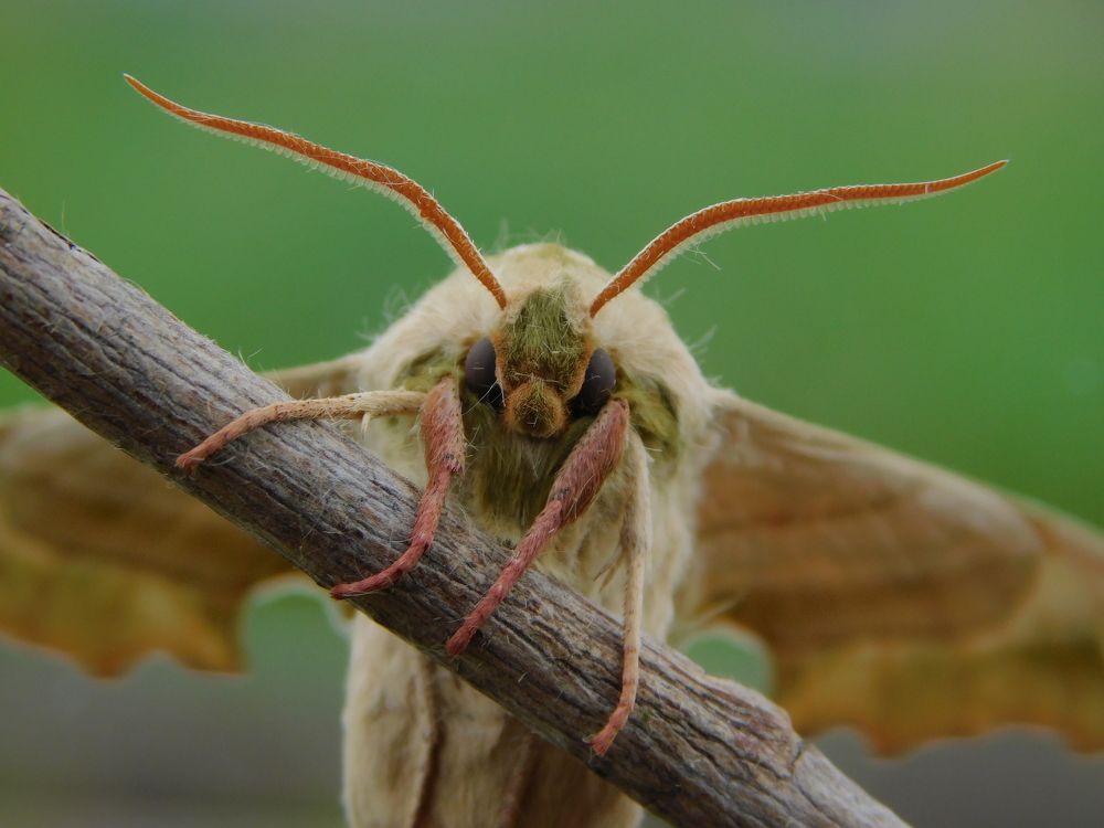 Photograph by Сергей Чеченов