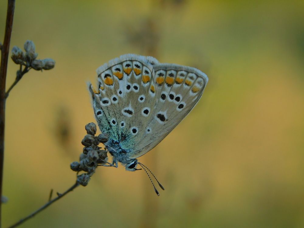 Photograph by Сергей Чеченов