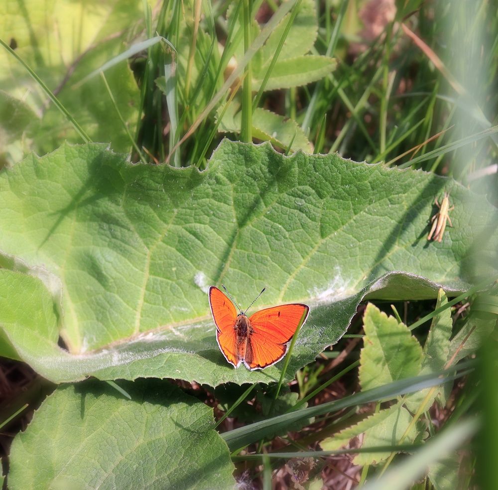 Photograph by Надежда Ключкина