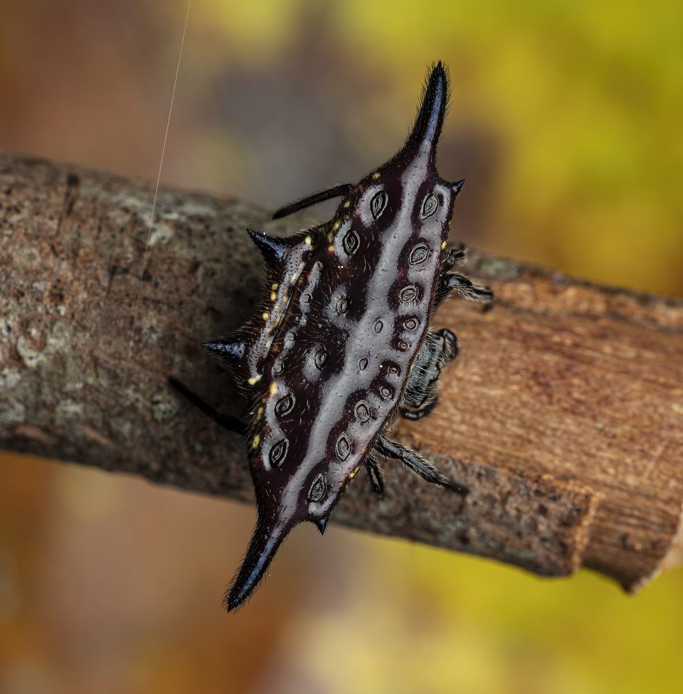 Parallel-spined Spiny Orbweaver