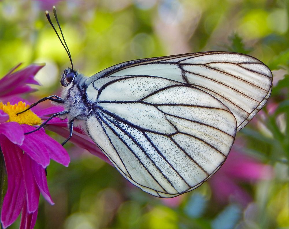 Photograph by Наталья Соколова