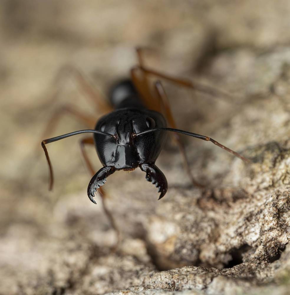 Carpenter Ant