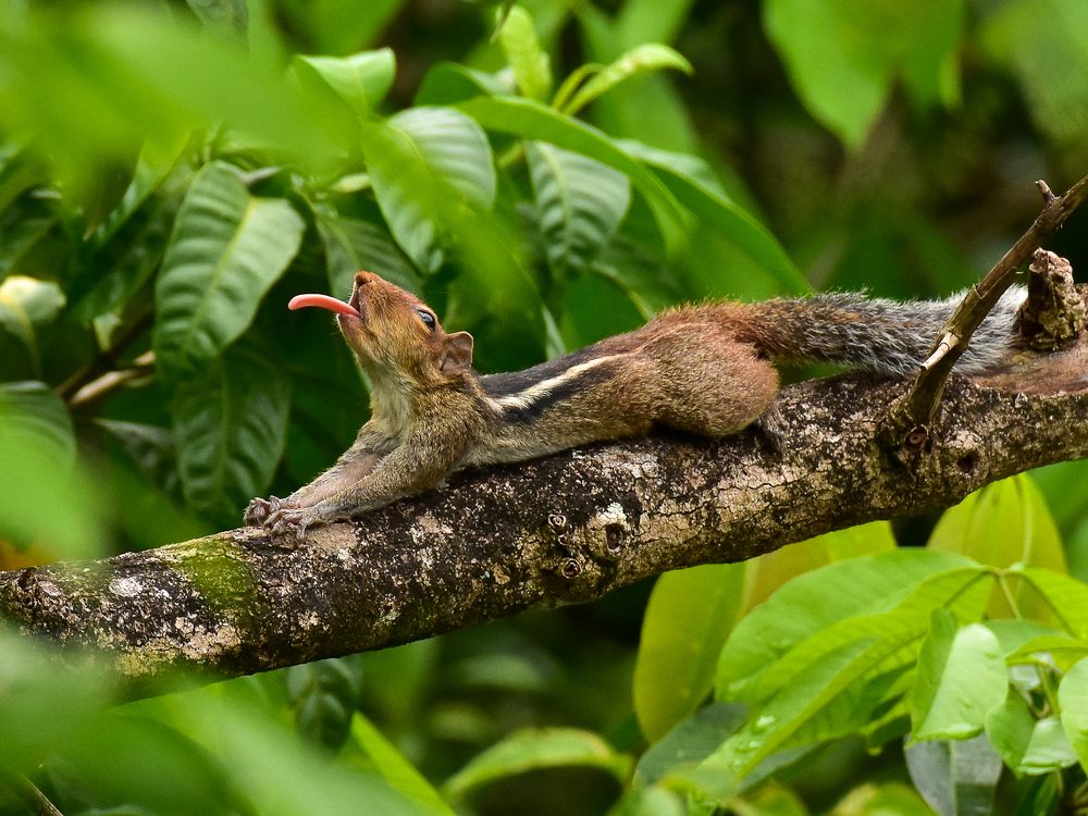 Photograph by ANANDAPADMANABHAN S