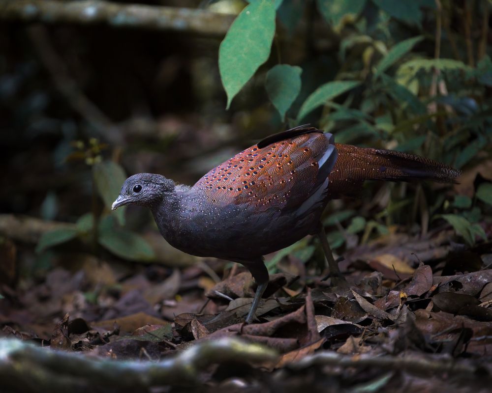 Mountain Peacock Pheasant