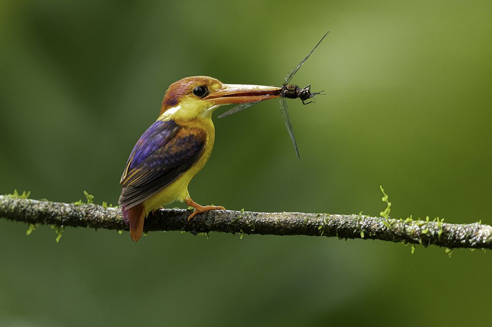 Photograph by Senadheera Danushka